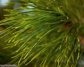 SALE: SAVE 50% - Evergreen Needles - 6x4" Lustre Premium Fine Art Nature Photo Print - Affordable Artwork Decor