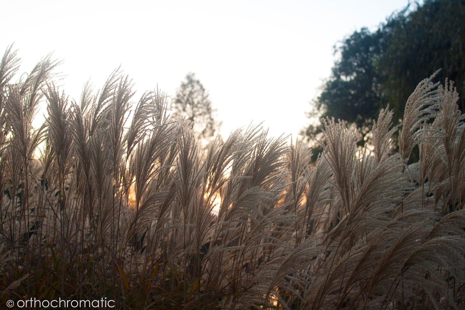 SALE: SAVE 50% - Whimsical Reeds - 7x5" Lustre Premium Fine Art Nature Photo Print - Affordable Artwork Decor