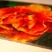 Custom Acrylic Print - Mottled Tulip - 6x4" Premium Limited Edition Luxury Media Fine Art Landscape Photo Print