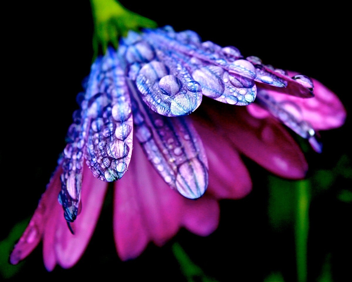 Cape Daisy