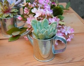 Succulent Favor -6 Zinc Watering Cans Ideal Wedding Favor, Bridal Shower Favor or any Other Special Event
