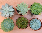 Succulent Plant Collection - 6 Succulent Rosette Shapes for Wedding Bouquets, Wedding Cake Toppers, Centerpieces, Succulent Container