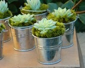 Succulent Wedding Favor, Succulent Bridal Shower Favor, Rustic Wedding Favor, Mini Succulent Plant Favors, Mini Silver Pails With Succulent