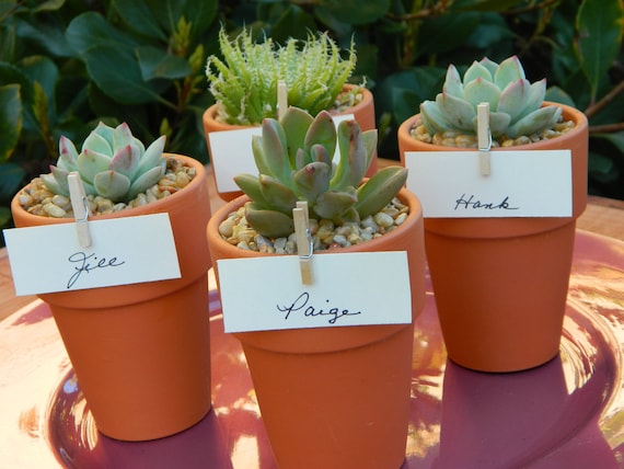 Items Similar To Succulent Wedding Favor Succulent Bridal Shower Favor Rustic Wedding Favor 0344