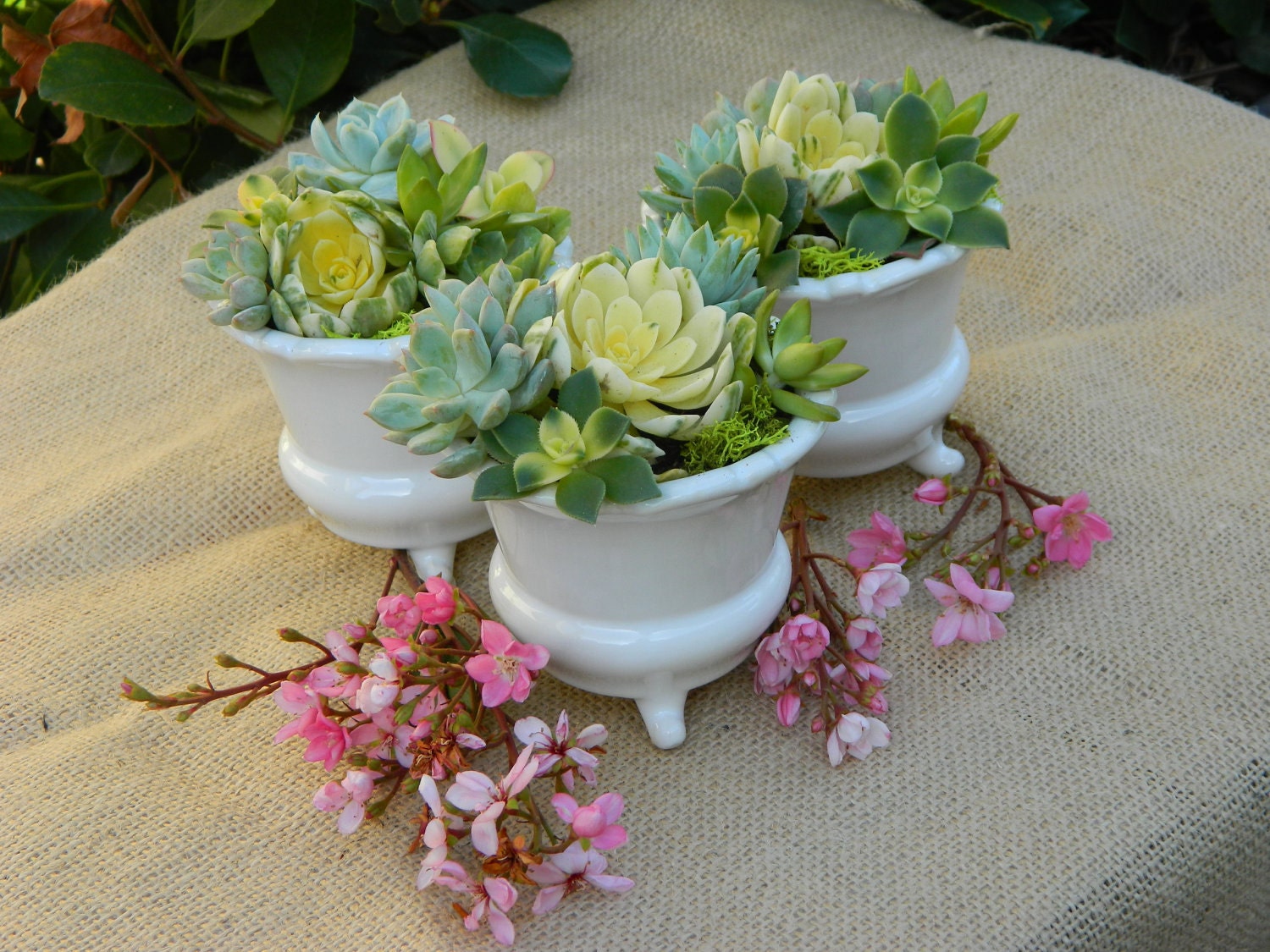 Succulent Wedding Favors, Succulent Bridal Shower Favors, Rustic Wedding Favors, Fall Wedding Favors, Wedding Favor