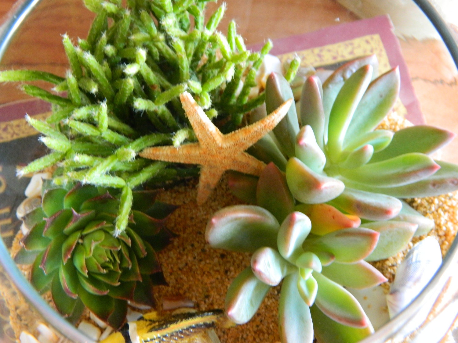 Succulent Terrarium - Succulent Tabletop, Wedding Centerpiece, Special Events Centerpiece, Succulent Planter, Succulent Garden