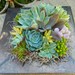 Succulent Centerpiece, Succulent Garden, Succulent Tabletop, Succulent Wedding Table Decor, Fall Wedding Table