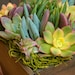 Succulent  Centerpiece, Succulent Garden, Summertime Succulent Tabletop - Succulent Wedding Centerpieces, Rustic Wedding, Housewarming Gift