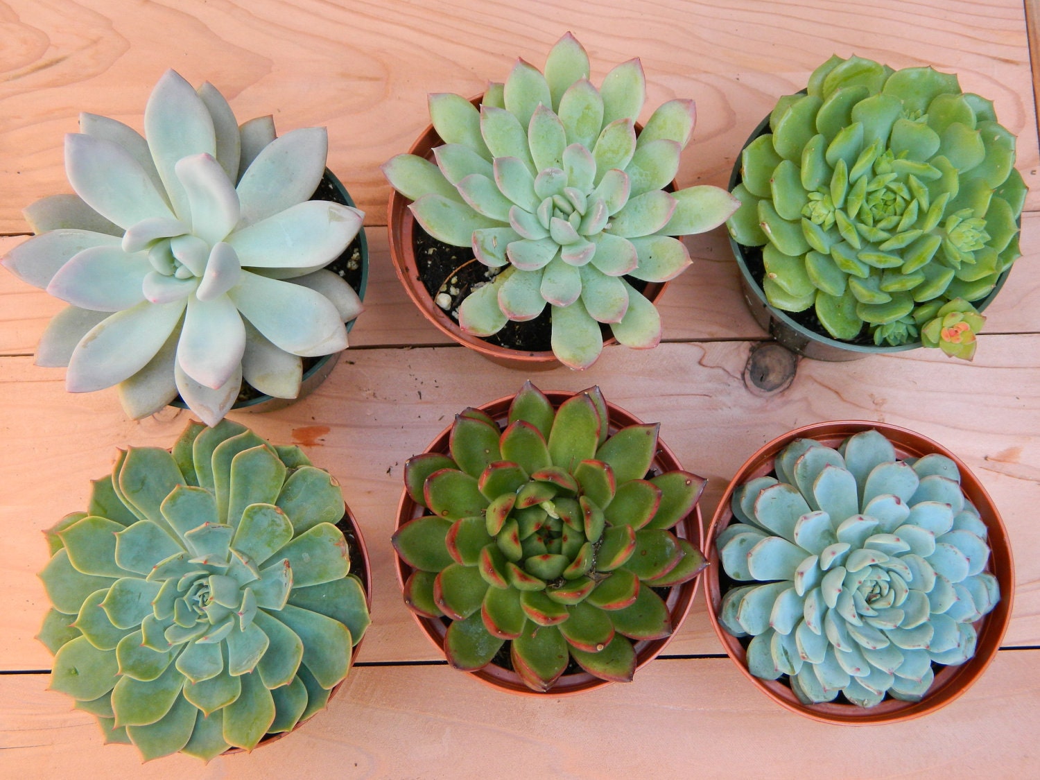Succulent Plant Collection - 6 Succulent Rosette Shapes for Wedding Bouquets, Wedding Cake Toppers, Centerpieces, Succulent Container
