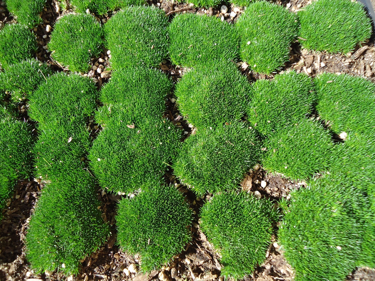 Live Irish Moss Great for Terrariums and Orbs.