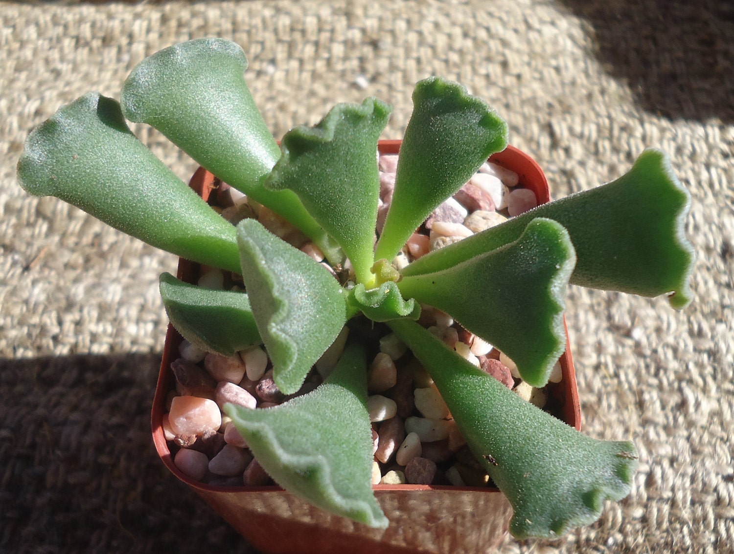 Sea Shell Succulent-Adromischus Cristatus