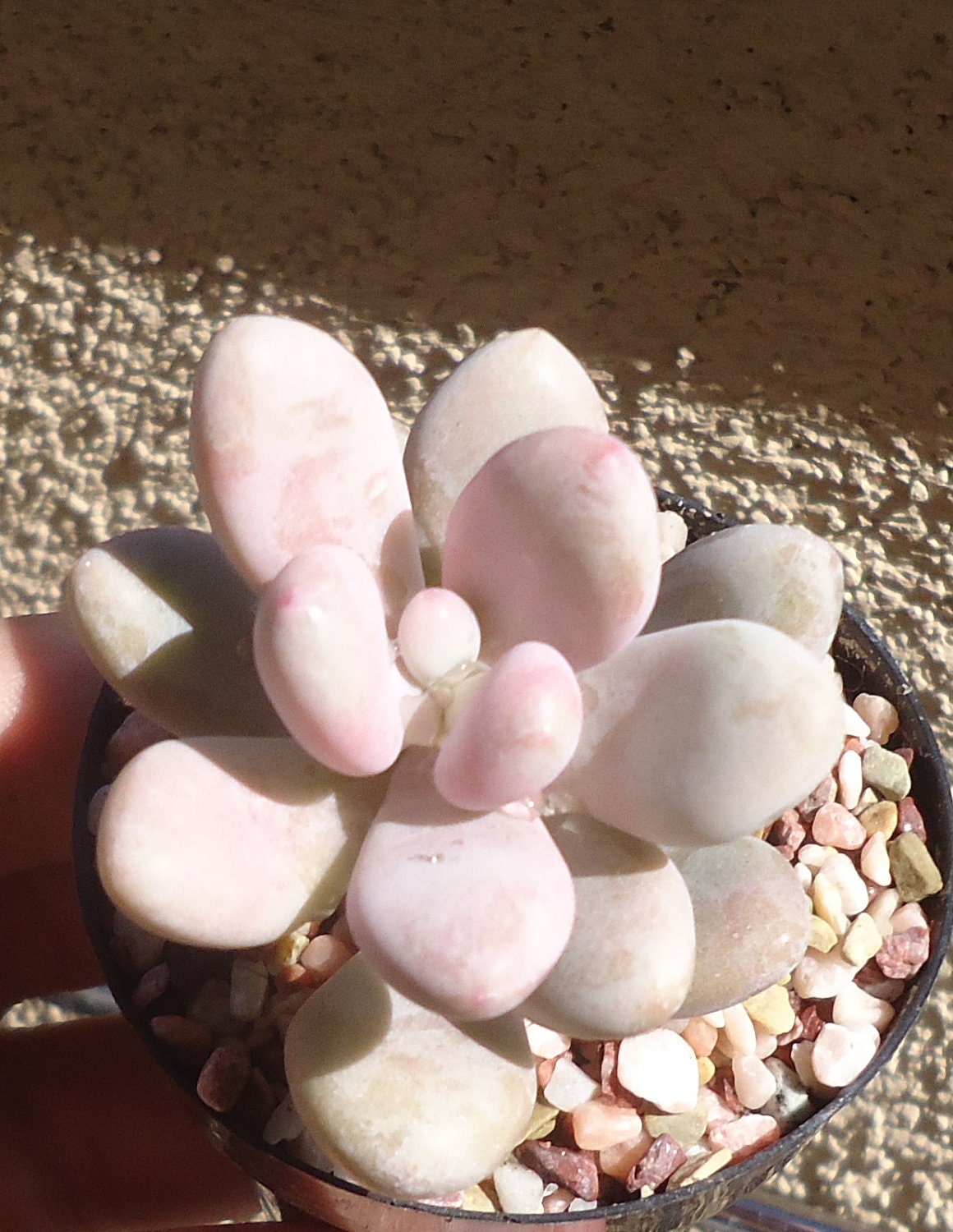Pink Moonstone Succulent-Pachyveria Oviferum Roseum