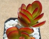 Crosby's Compact Jade-Crassula Argentea Compacta