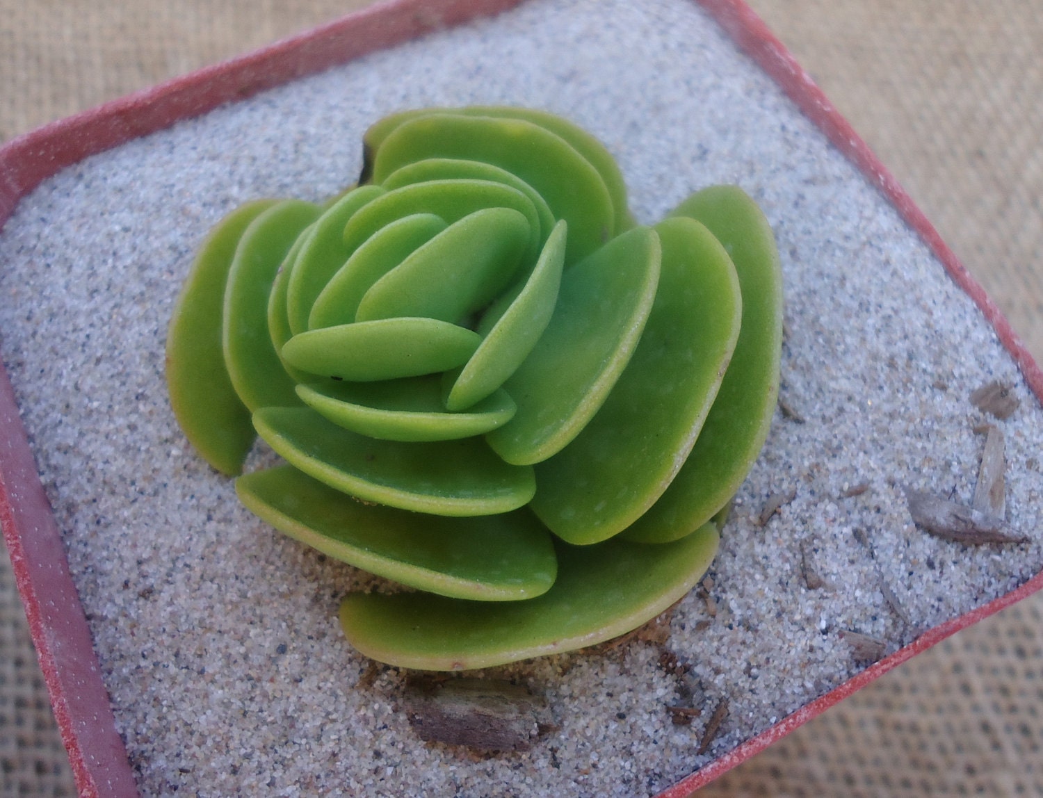 Portulaca Molokiniensis