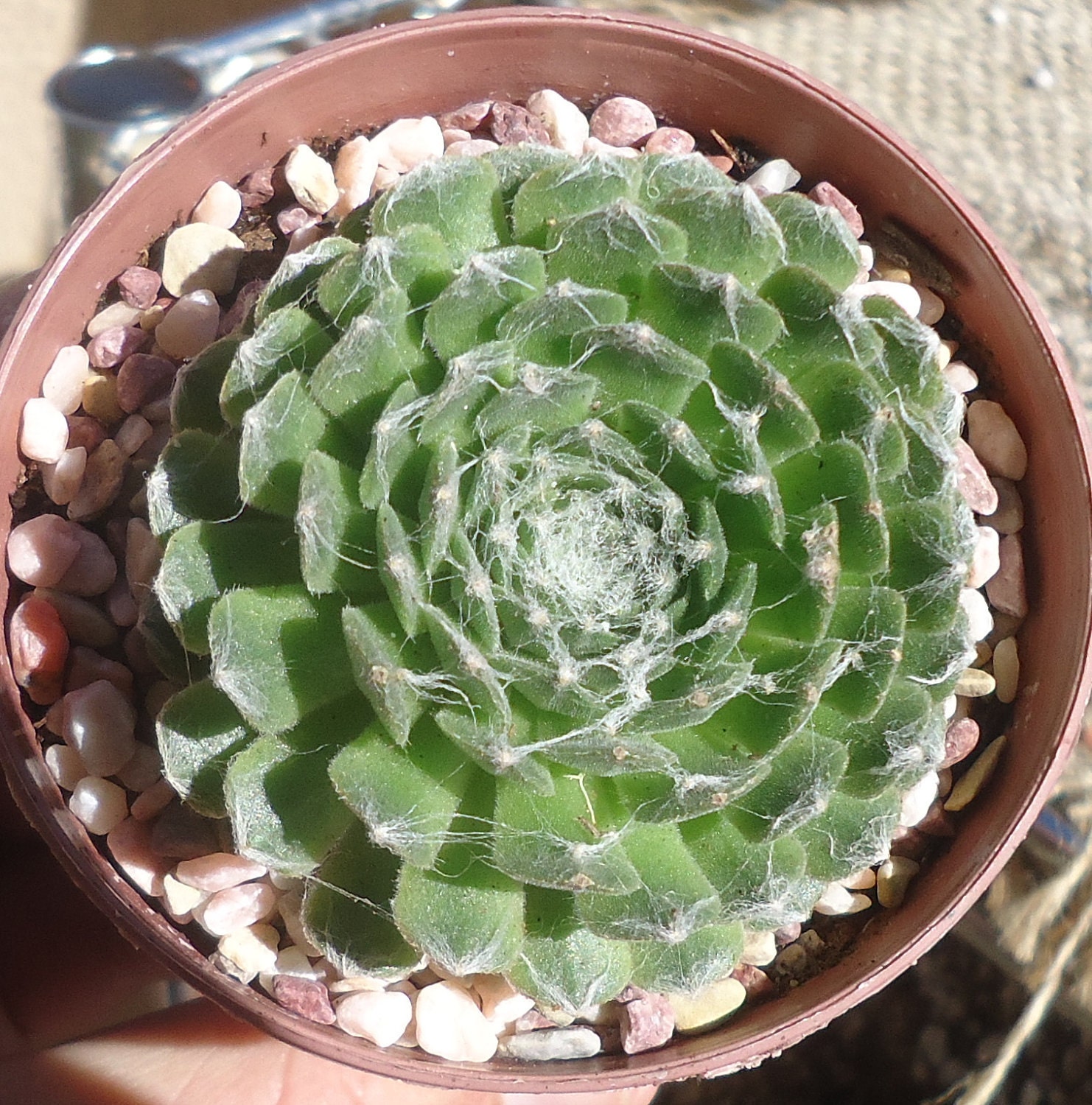 Sempervivum Arachnoideum Succulents