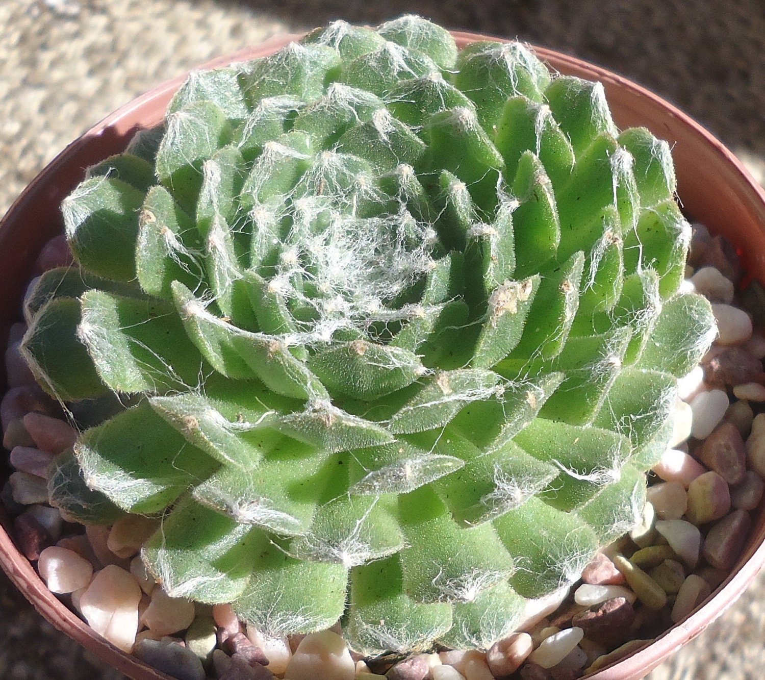 Sempervivum Arachnoideum Succulents