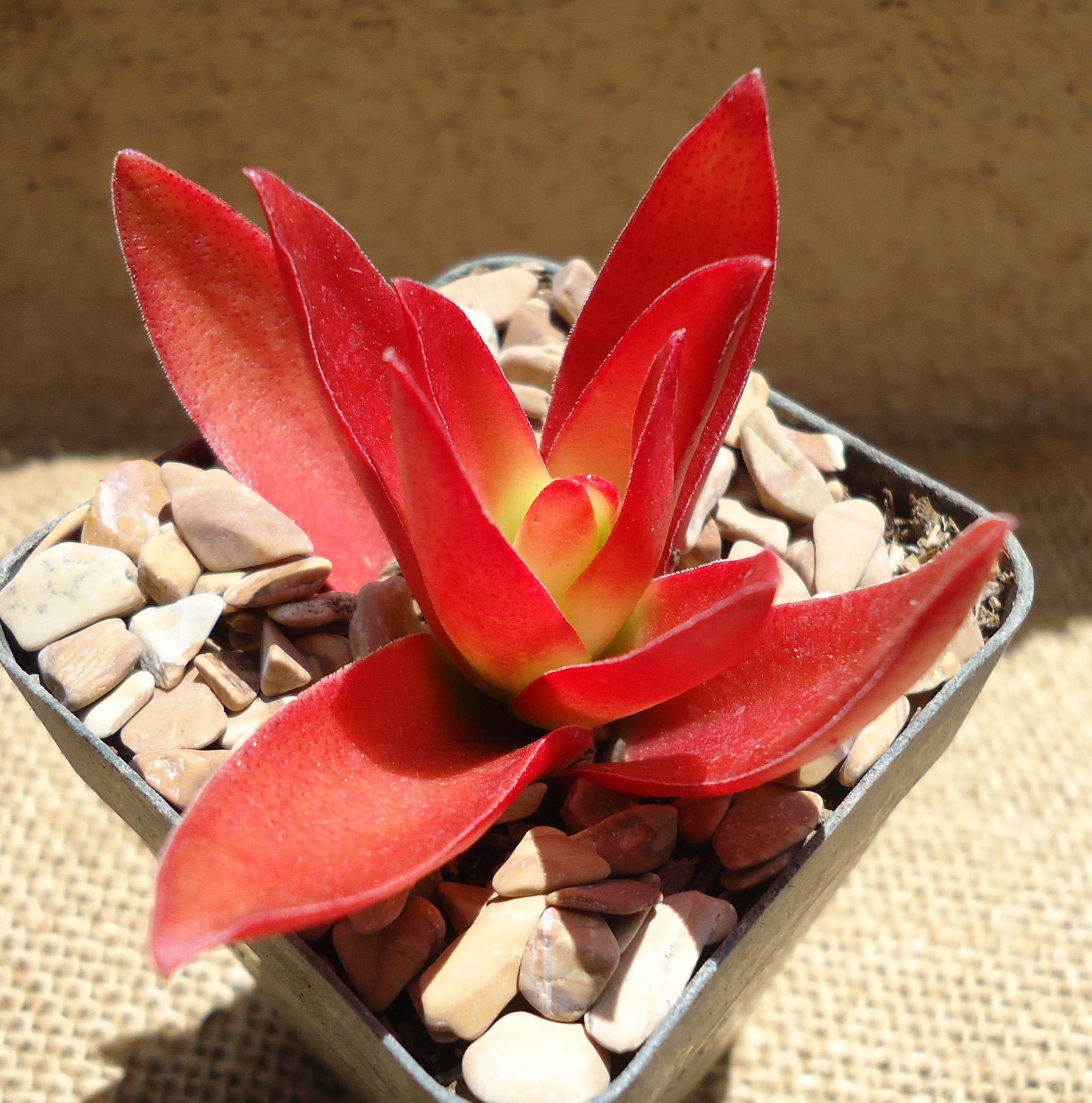 Crassula Capitella "Campfire"