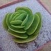 Portulaca Molokiniensis