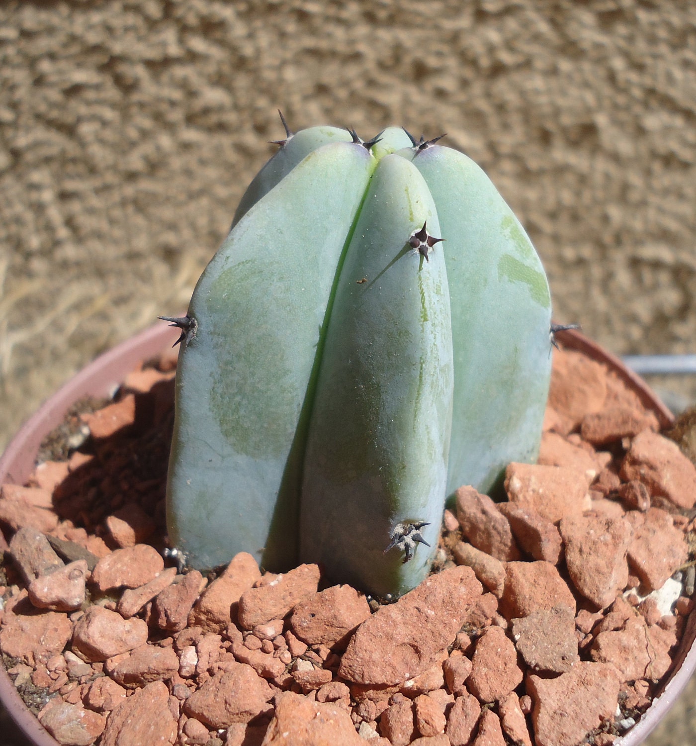 Blue Candle Cactus-myrtillocactus Geometrizans By Ctsairplants