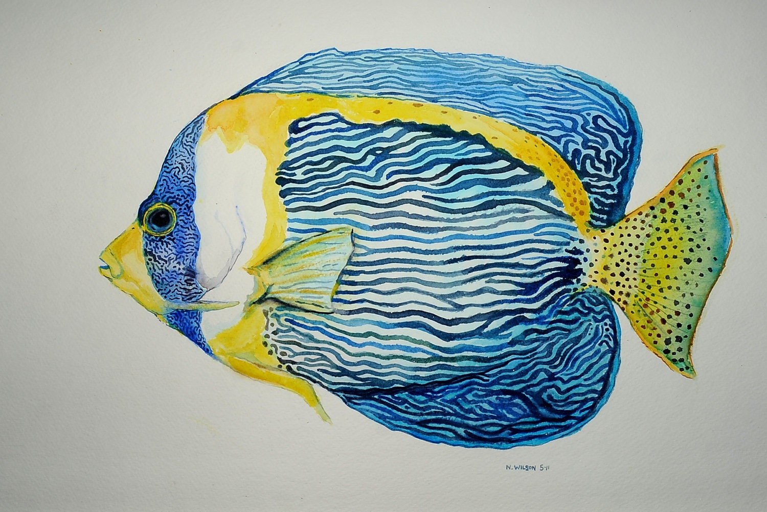 Scribbled Angelfish