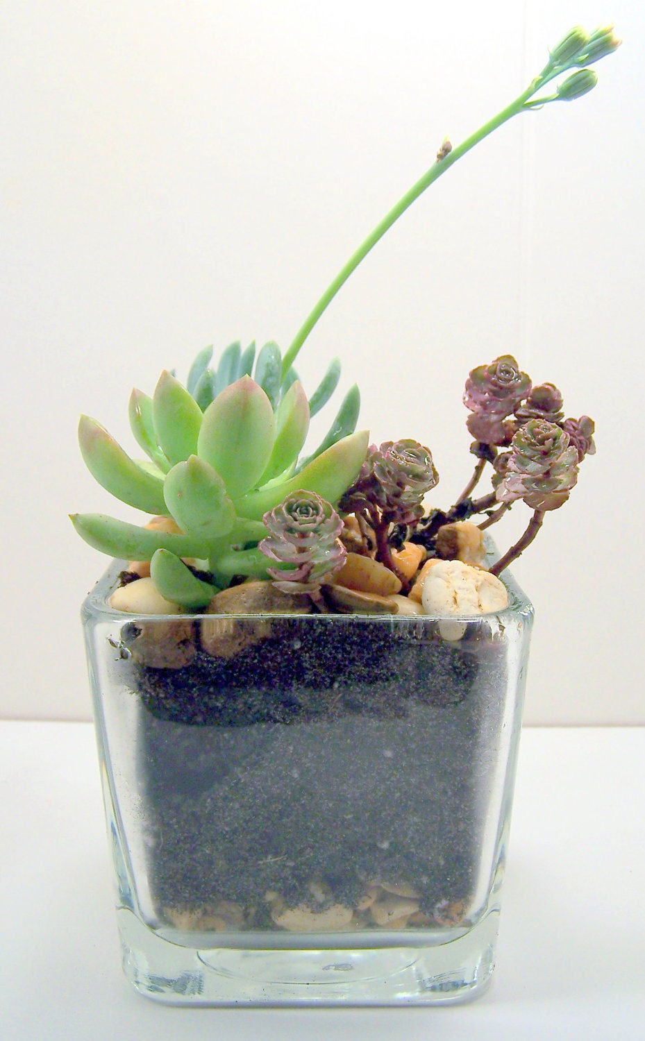 Wedding Centerpieces Terrarium Succulent planter DIY kit