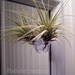 Air Plant tillandsia on suction cup
