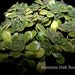 Spring Gardens Plants Succulents Live Plants Aeonium Irish Bouquet
