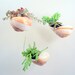 Hanging Shell with Succulent Plants DIY Vertical Gardening