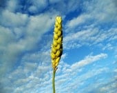 Blue Sky - Wheat - Fine Art - Art Print - 10x12 - Yellow - VanGogh - Clouds