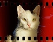 Murphy on Film White Cat Portrait Green Eyes