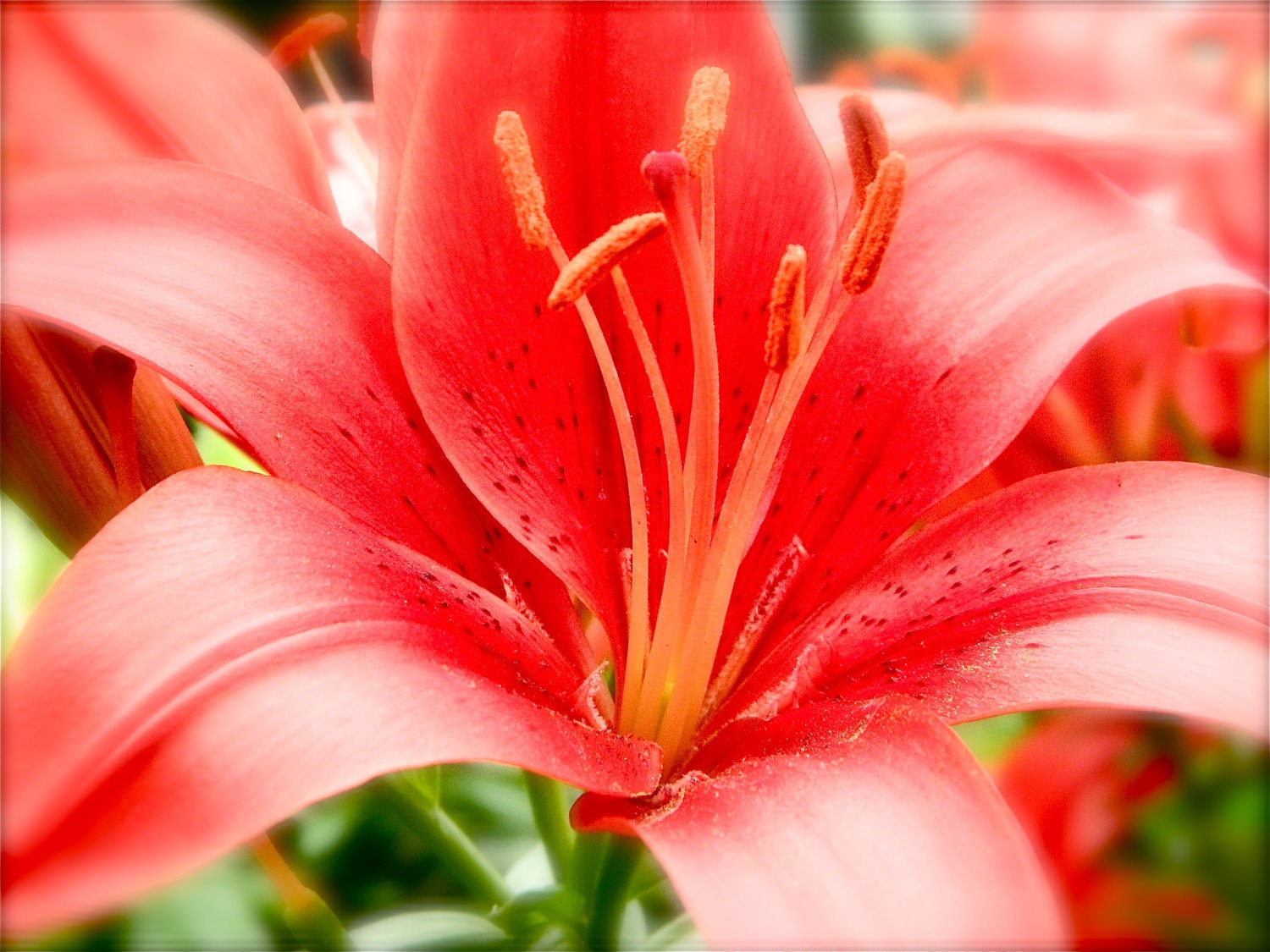Bright Orange/Red Lily Photgraphy, Nature 8x10, Print, Home Decor, by Abby Smith