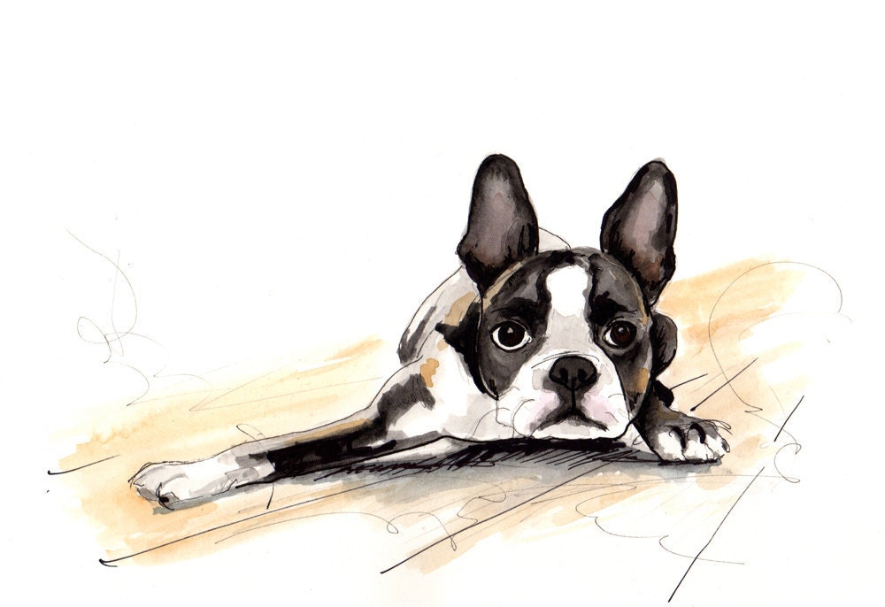 Boston Terrier
