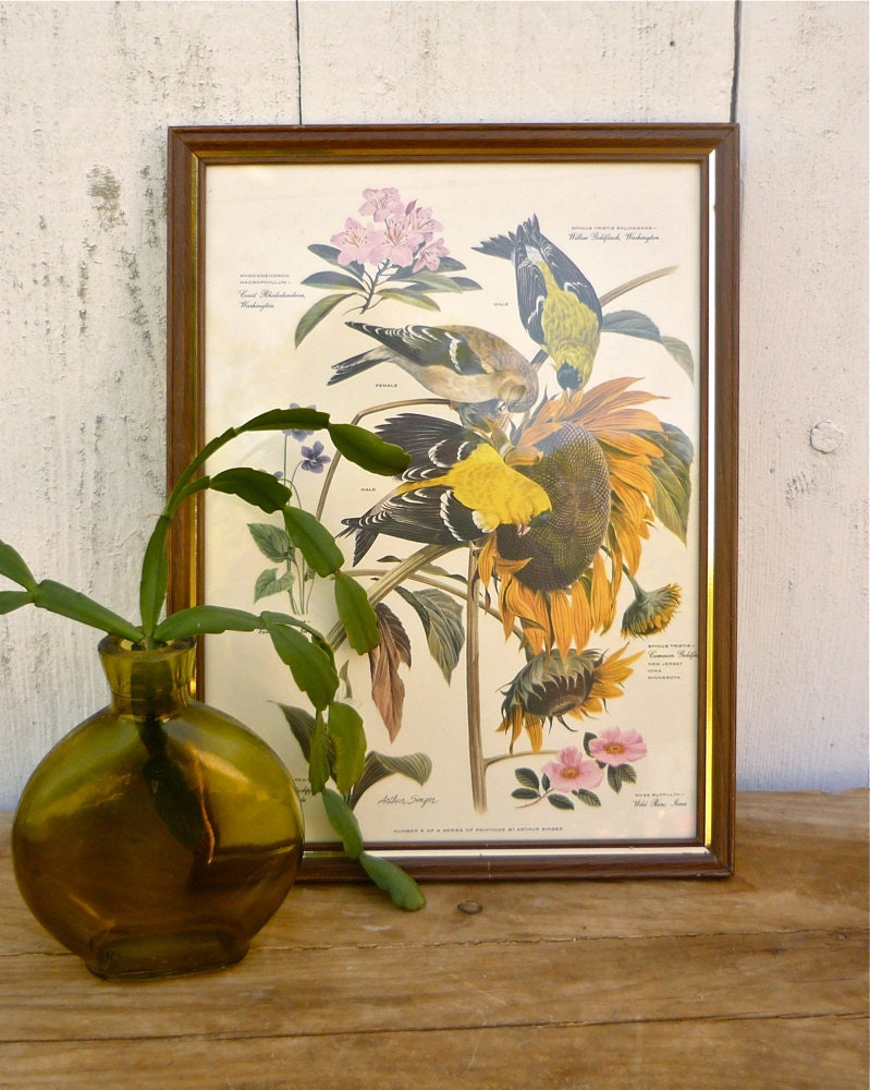 vintage arthur singer goldfinch print no. 6