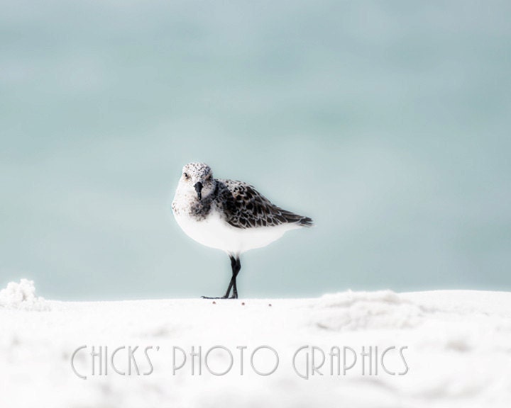 Beach Photography, Sandpiper No1, 8x10 Print, Sea Shore, Nautical, Blue, White, Black, Brown, Seagull