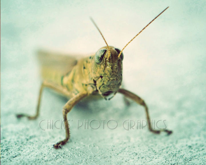 Grasshopper Photo Print, Fine Art, Vintage Look, Macro Green, Blue,