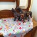 Vintage Fabric Western Farmhouse Horses Antique 1950s
