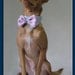 Pet Wedding Custom Color Bow Tie with a Custom Color Shirt Collar for a Cat or a Dog