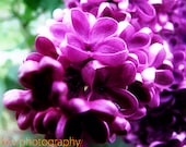Purple Flowers on Tree Photo, Wall Decor (8x10) - kevphotography