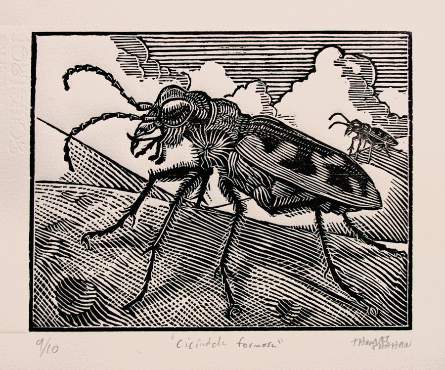 Cicindela formosa - Woodcut - Thomas Shahan