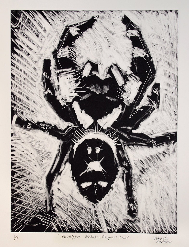 Phidippus audax Jumping Spider Monoprint - Thomas Shahan