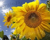 Sunflowers in the Sun - Set of 2 5x7 Blank Any Occasion Cards