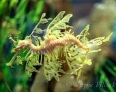 Wispy Sea Dragons Floating in the Sea - Leafy and Weedy Sea Dragons, Set of 2 Blank Any Occasion Cards