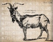 Antique Illustration Goat Encyclopedia Digital Download for Papercrafts, Transfer, Pillows, etc Burlap No. 2585