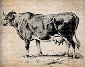 Antique Cow Dairy Farm Digital Download for Tea Towels, Papercrafts, Transfer, Pillows, etc Burlap No 6035