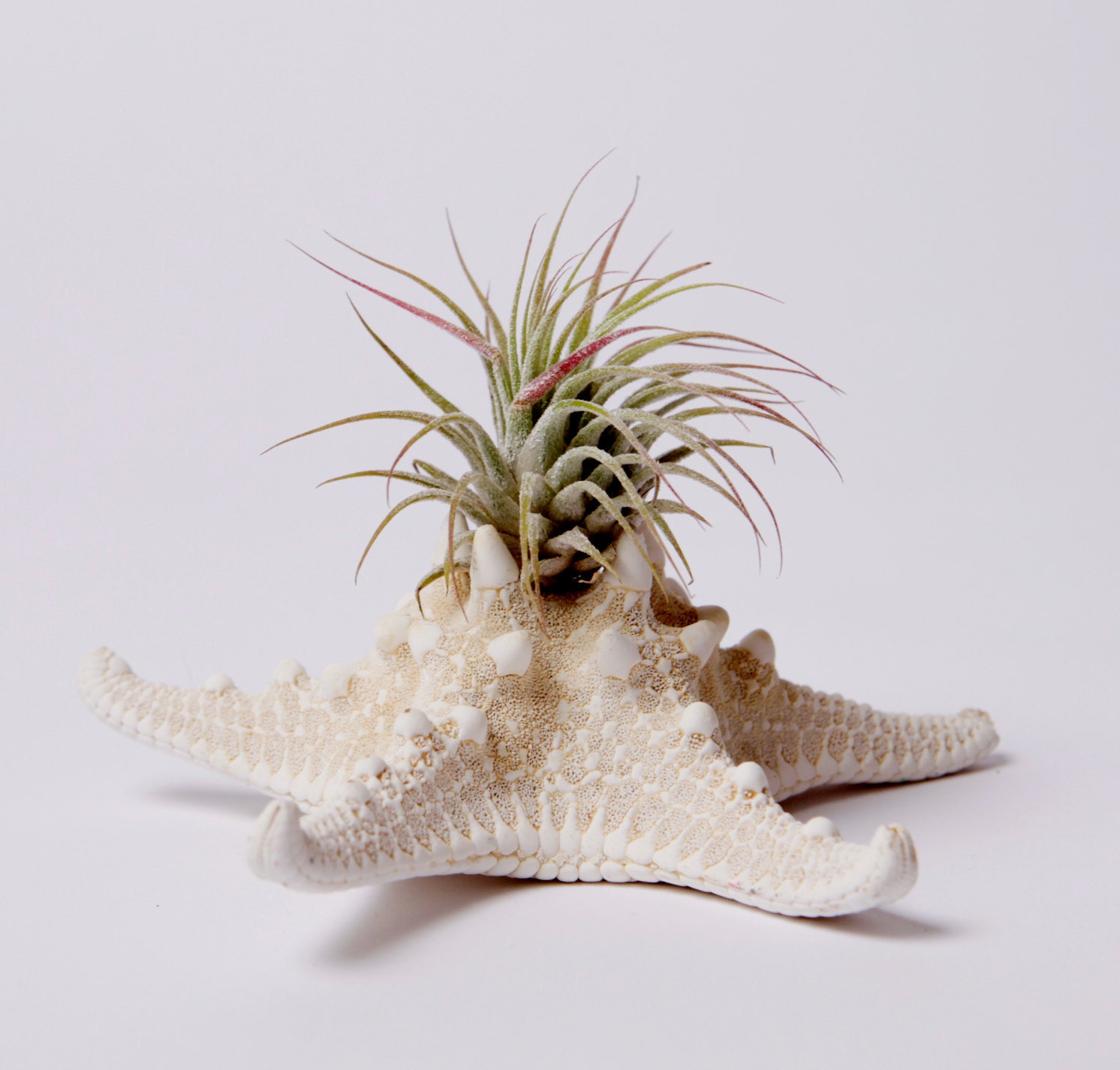 starfish and little air plant, desk garden, DIY