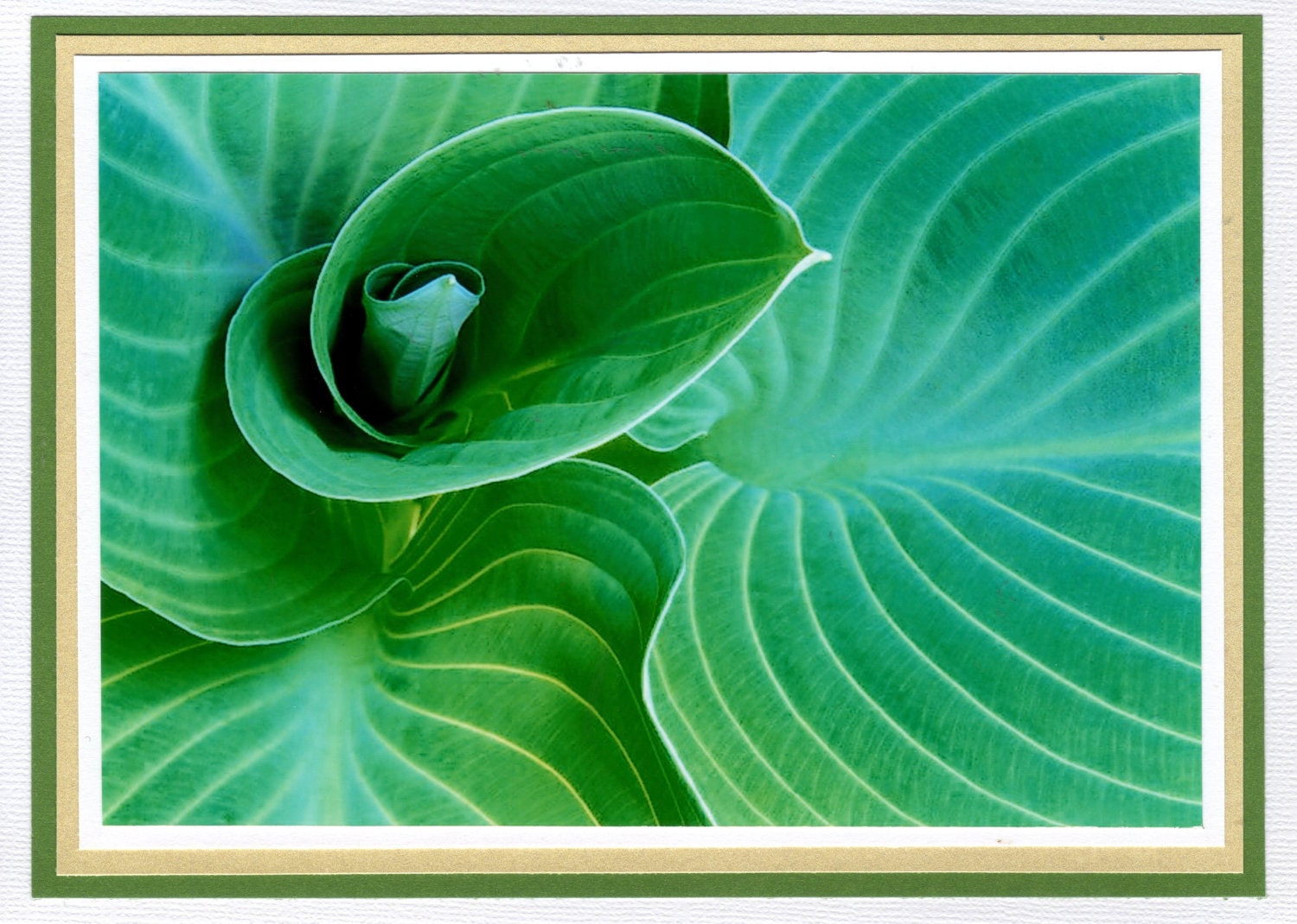 Green Hosta Art Photography note card 5 x 7