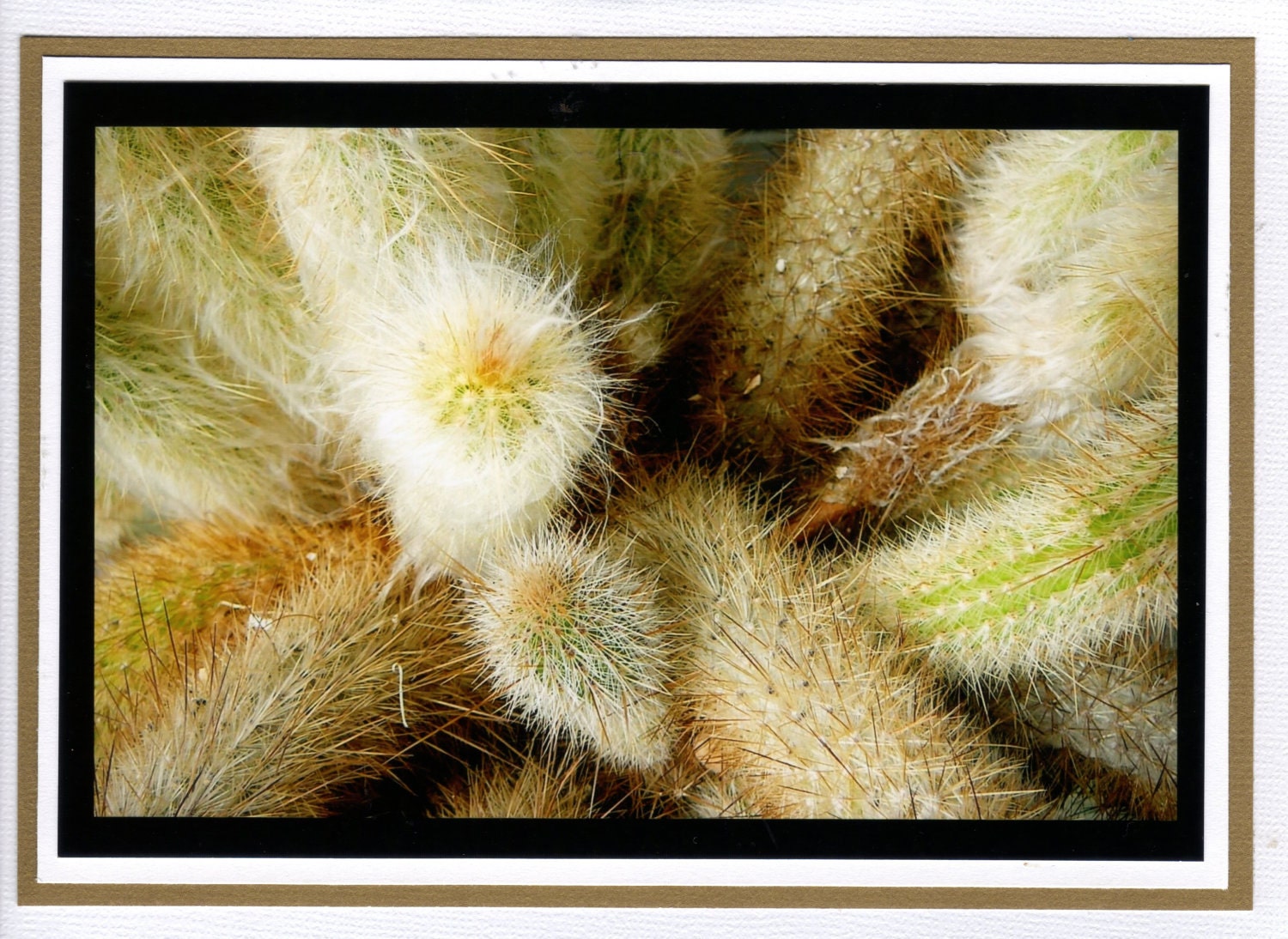 Cactus close-up Art Photography note card layered mats 5 x 7