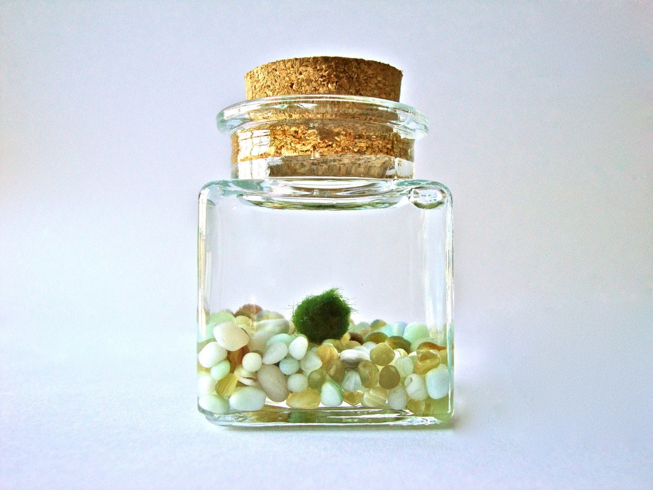 Marimo Moss Ball Aquarium Garden - Fresh Greenery in a Glass Square Jar