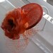 Orange Coral Flower Sinamay Fascinator Hat with Veil and Pearl Beaded Band, for weddings, parties, special occasions