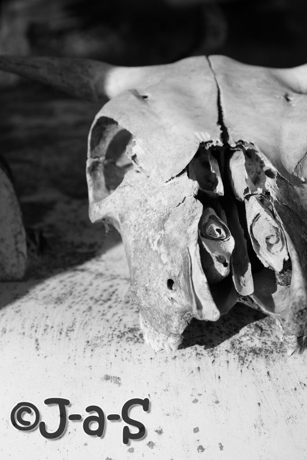 Black & White skull photography print 8x10
